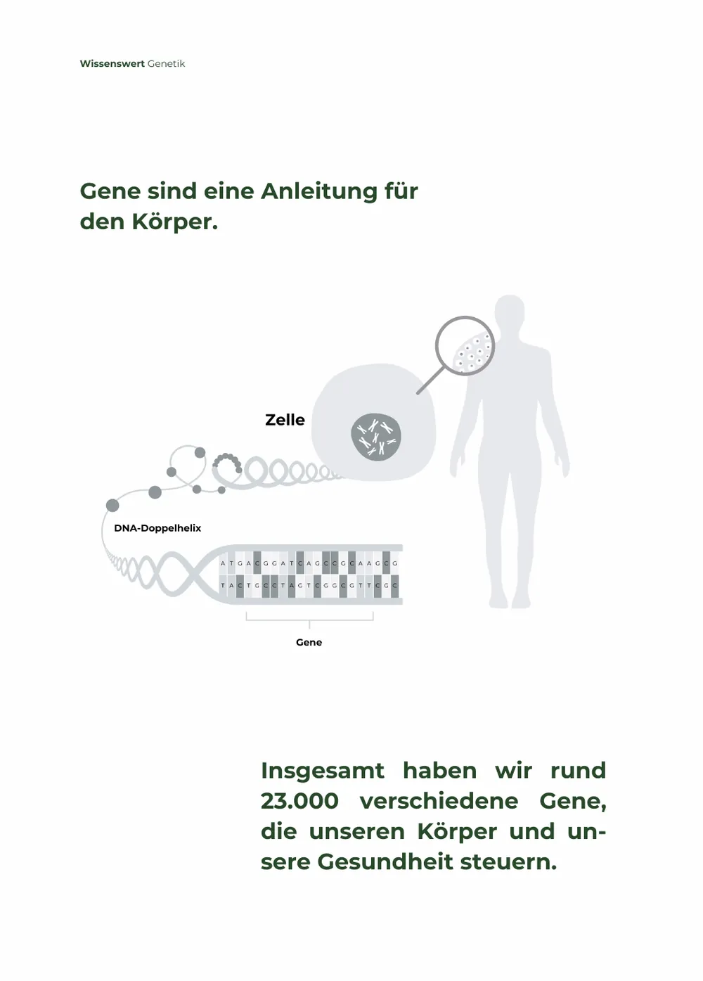 Beispielseite 1 aus dem GenSlim-Bericht